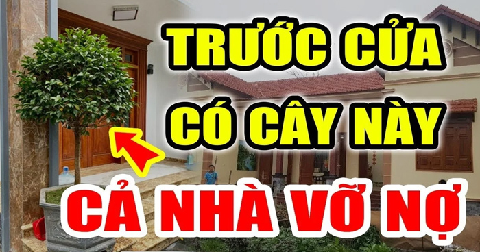 Ông bà ta nhắc nhở: ‘5 cây cứ trồng thì nhà nghèo, người tan’, đó là 5 cây nào?