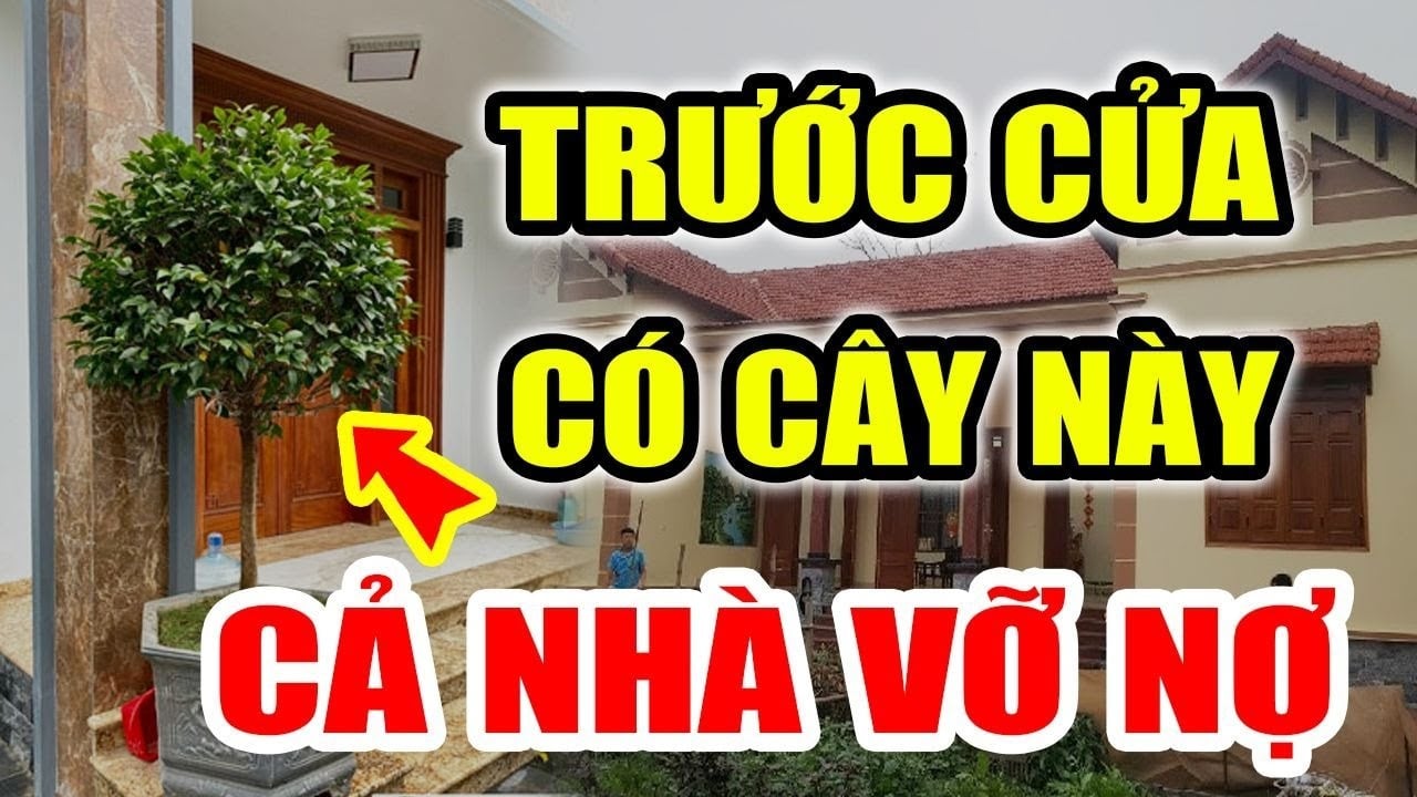 Ông bà ta nhắc nhở: ‘5 cây cứ trồng thì nhà nghèo, người tan’, đó là 5 cây nào?