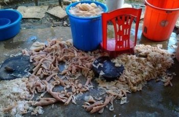 Xem xong những hình ảnh này, bạn còn muốn ăn nem chua?