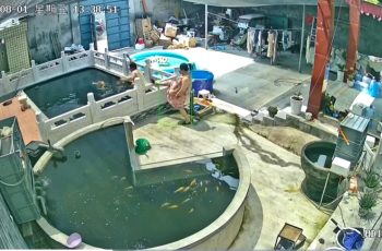 Vụ chồng bị vợ đạp xuống hồ cá Koi gây sốc: Người chồng đăng full clip, nói thật toàn bộ lý do