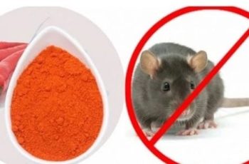 Chuột chạy rầm rầm trên trần nhà, làm ngay cách này là không còn tăm hơi, không hề tốn kém Chuột chạy rầm rầm trên trần nhà, làm ngay cách này là không còn tăm hơi, không hề tốn kém