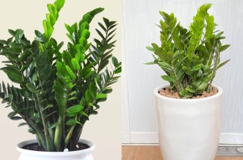 Có 2 tuổi trồng cây kim tiền là đại kỵ, tiền chảy trong nhà chảy hết ra ngoài Có 2 tuổi trồng cây kim tiền là đại kỵ, tiền chảy trong nhà chảy hết ra ngoài
