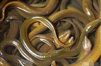 Các cụ dặn: ‘Dù nghèo đến đâu cũng không nên ăn lươn trông trăng’, lươn trông trăng là thứ gì? Các cụ dặn: ‘Dù nghèo đến đâu cũng không nên ăn lươn trông trăng’, lươn trông trăng là thứ gì?