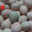 Trứng vịt nên chọn “vỏ trắng” hay “vỏ xanh”? Có sự khác biệt rất lớn, nếu biết bạn sẽ không bao giờ chọn sai
